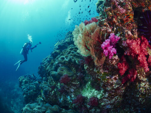 Thailand corals diving