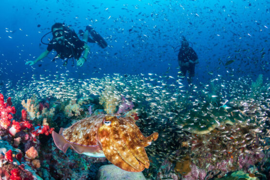 Thailand diving underwater