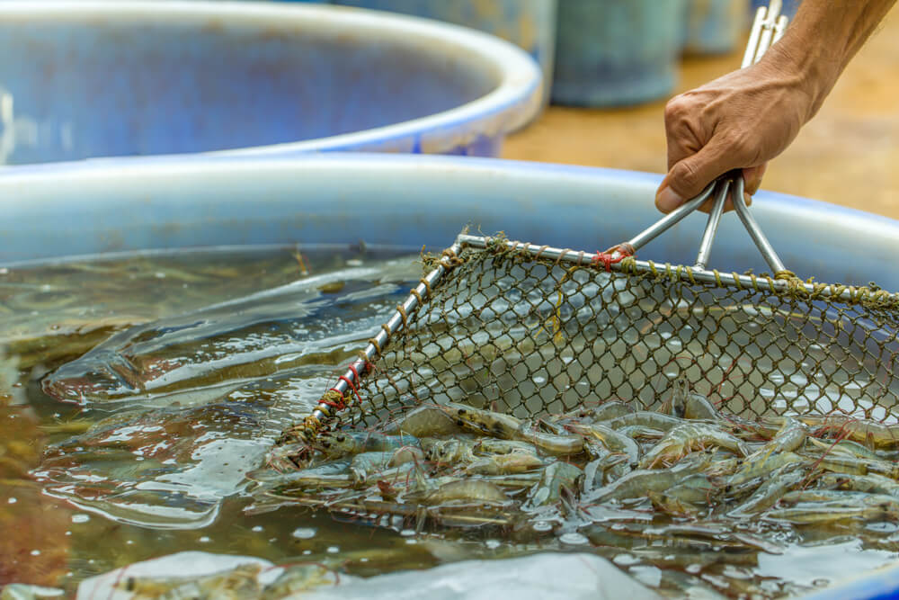 shrimp harvest