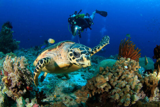 Diving with Turtles in Raja Ampat Liveaboard