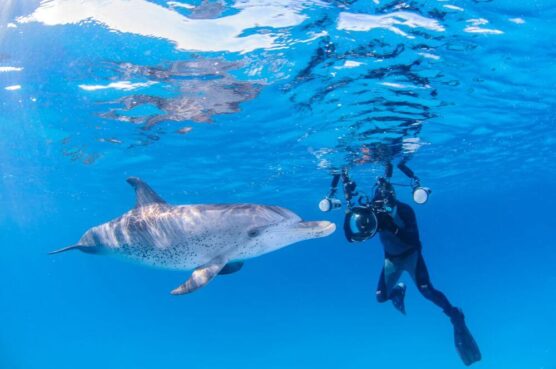 diver and dolphin
