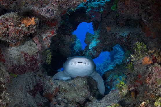 belize Half Moon Caye