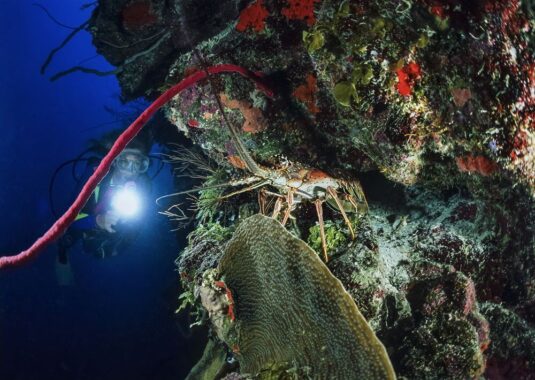 belize liveaboard