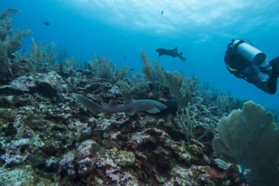 belize nurse shark