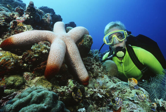 cape town scuba diver