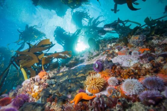 cape town underwater