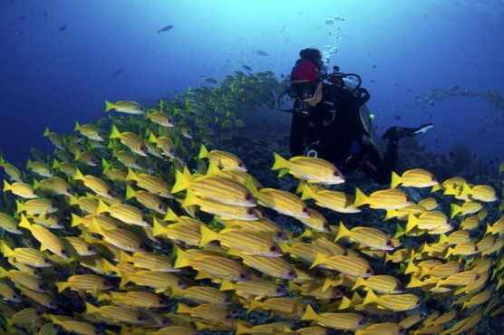 School of yellow snapper