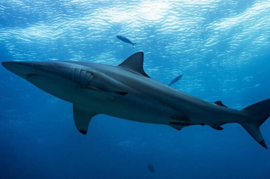 Shark seen on scuba dive with Scubaspa.