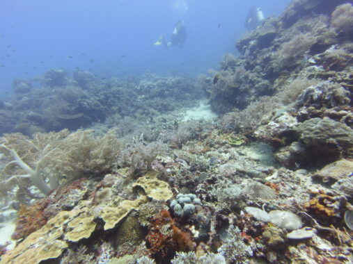 coral distant divers