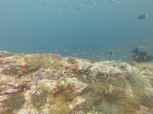 coral with several types of fish