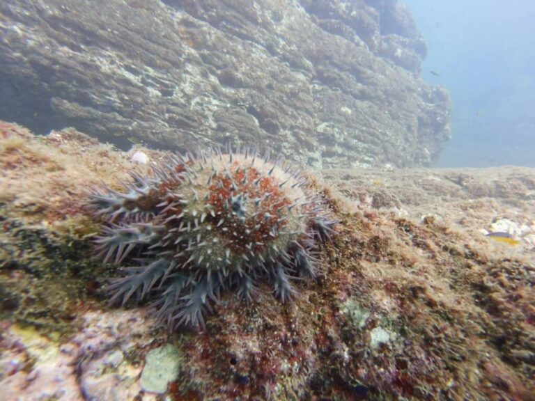 crown of thorns starfish