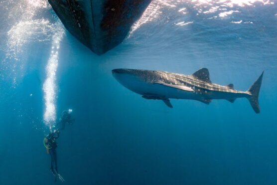 divers and shark under the boat