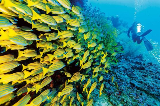 Yellow snapper fish on scubaspa dive.