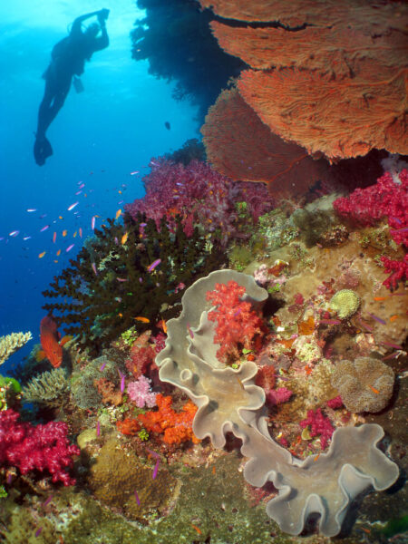 fiji corals