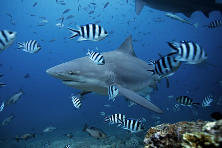 fiji underwater