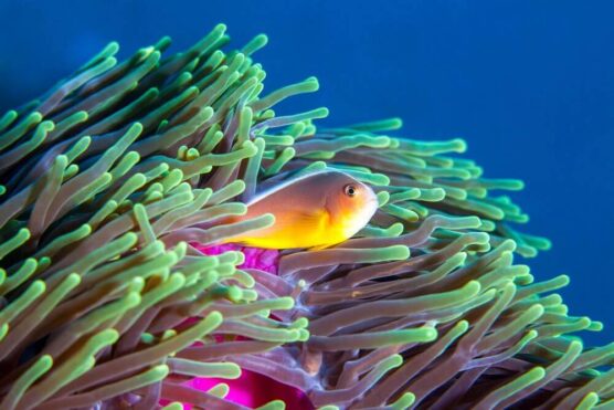 fish hiding in corals