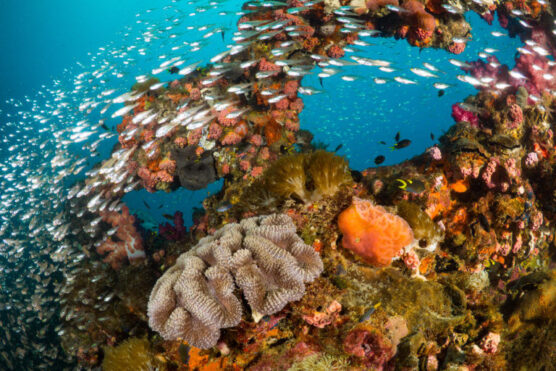 great barrier reef corals
