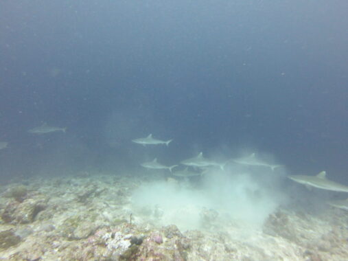 grey reef sharks cloud