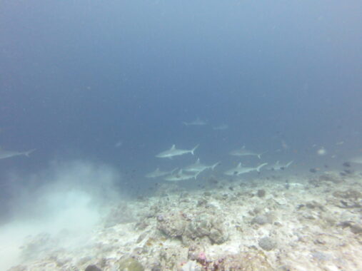 grey reef sharks head to cloud 2