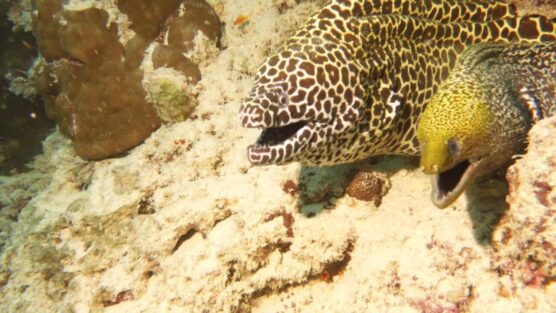 Two moray eels during a dive in the Maldives.