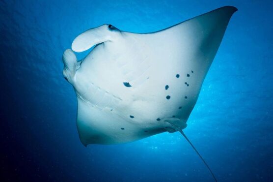 Manta ray seen on scuba dive with scubaspa.