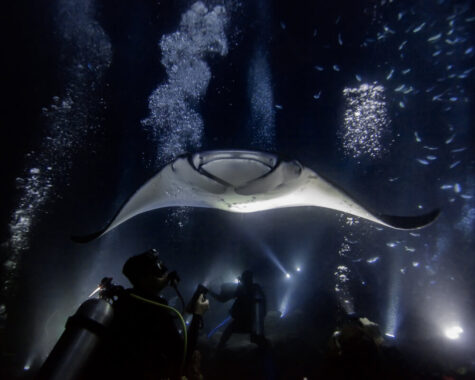 manta ray with divers on a thai liveaboard