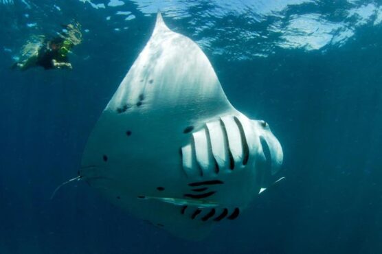 Manta ray seen whilst scuba diving the Maldives with Carpe Novo