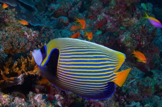 Beautiful reef fish