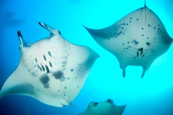 Manta rays spotted in Central Maldives