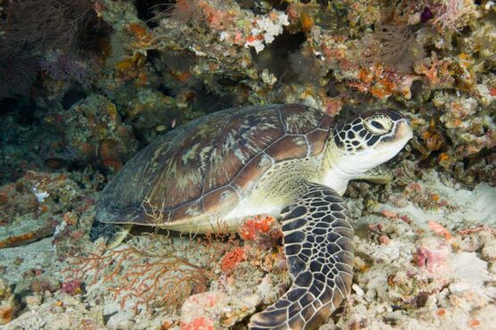 Lovely turtle seen in Central Maldives