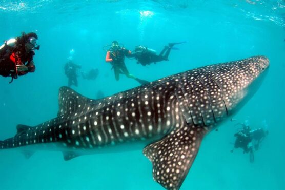 Scuba divers with whale shark during a trip with the Maldives Aggressor