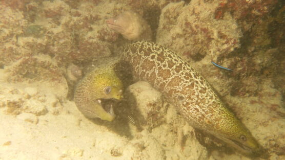 moray pair 3