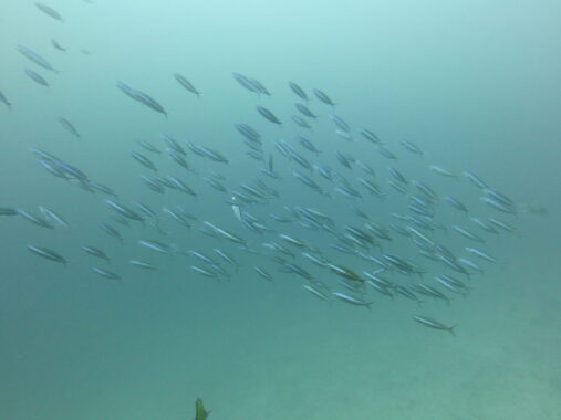 neon tetra type fish