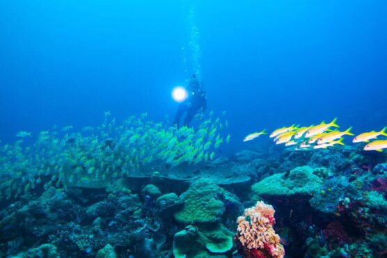 palau Ngerchong Coral Gardens shutterstock