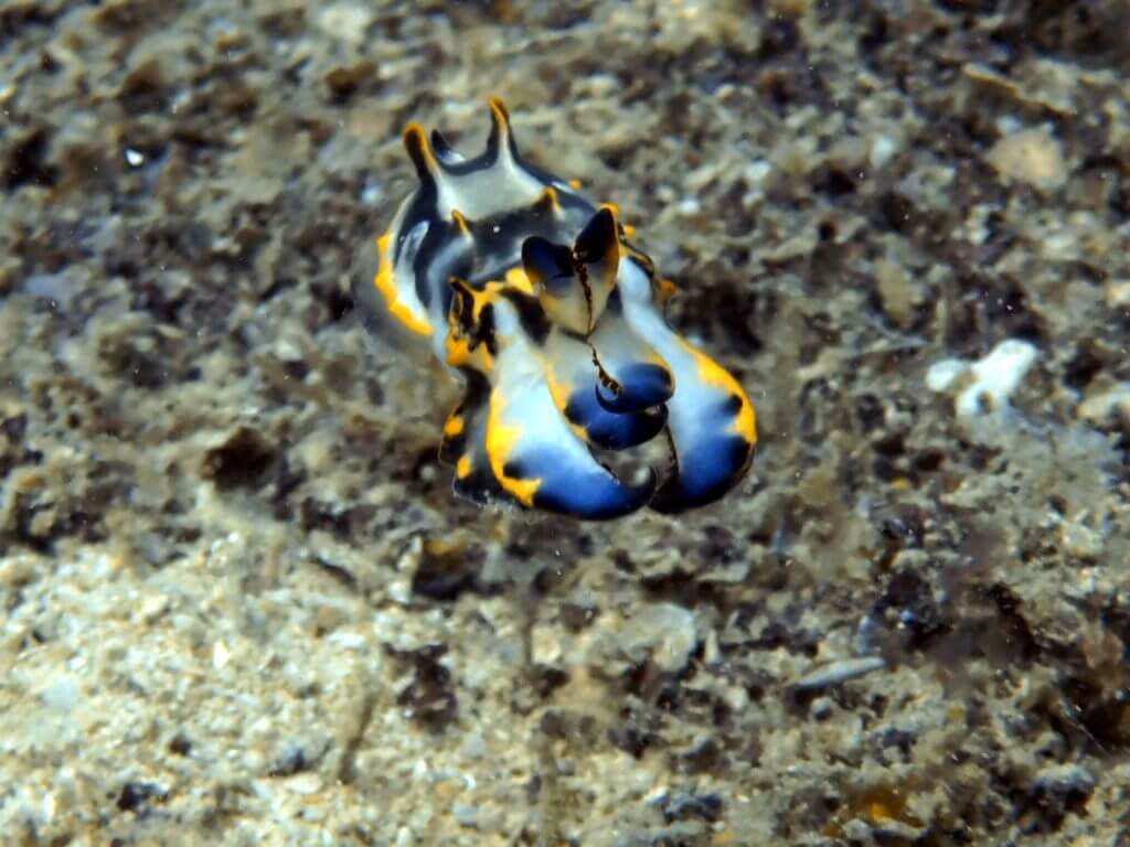 flamboyant cuttlefish