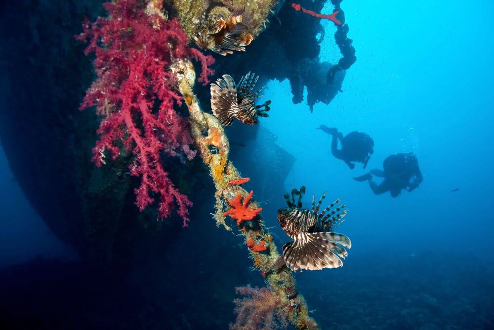 Wreck covered in coral and surrounded by lion fish