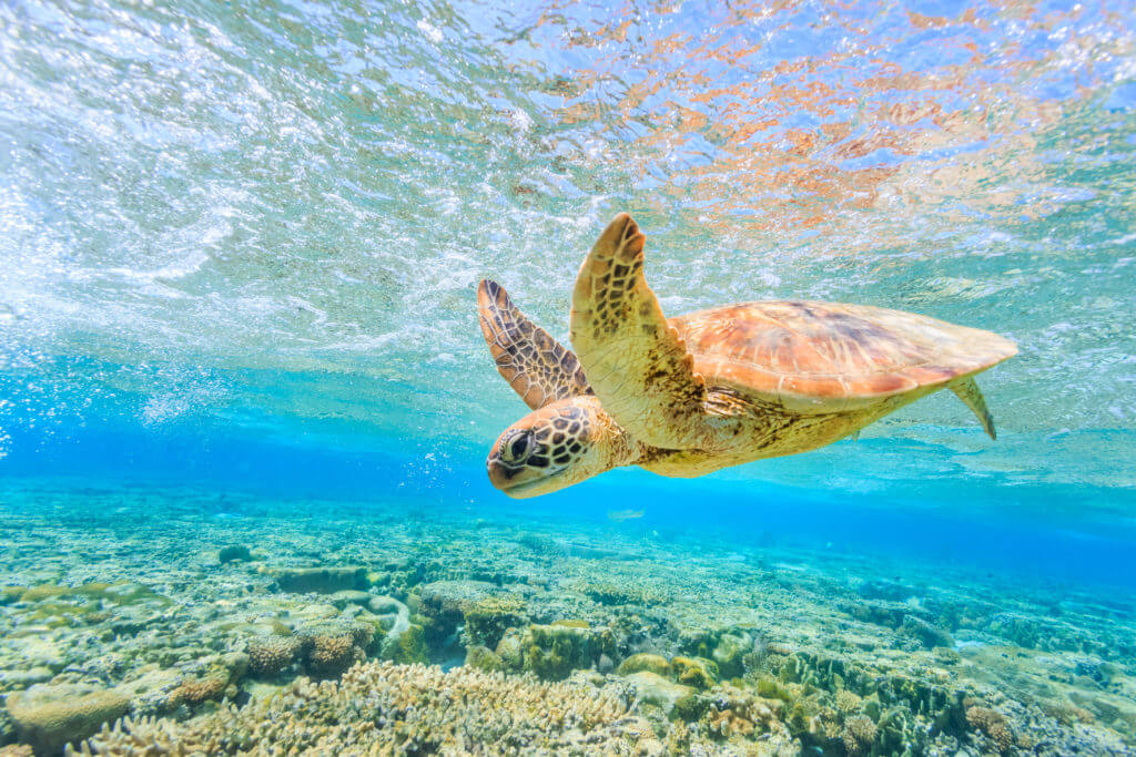 sea turtle swimming over healthy coral reef