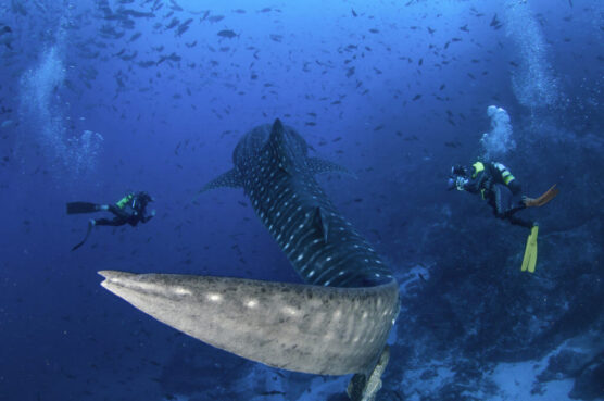 scuba divers with whale shark