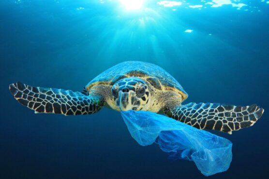sea turtle with plastic