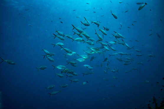 A,School,Of,Milkfishes,On,Koh,Tao