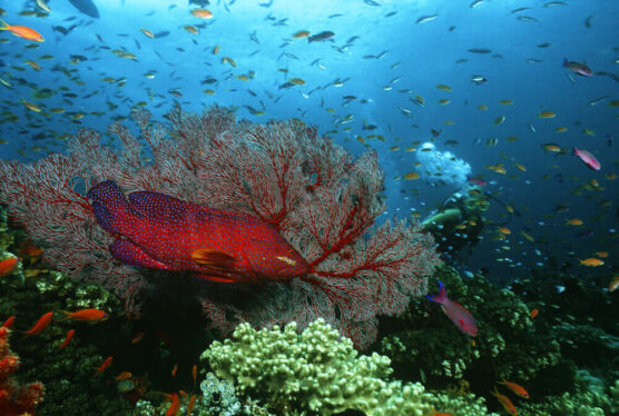 south africa corals