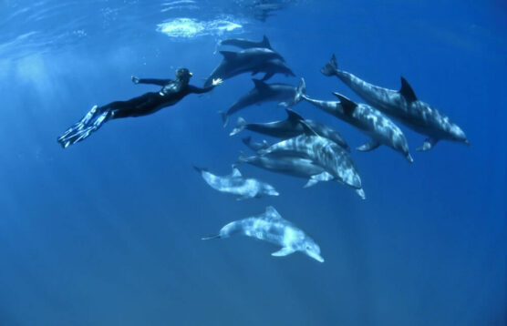 diver with dolphins