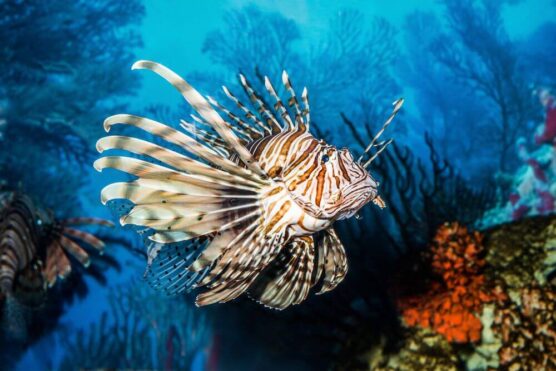 red lion fish