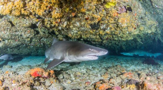 south africa shark