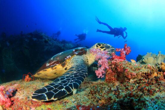 thailand liveaboard