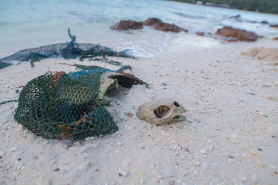 turtle bones on beach