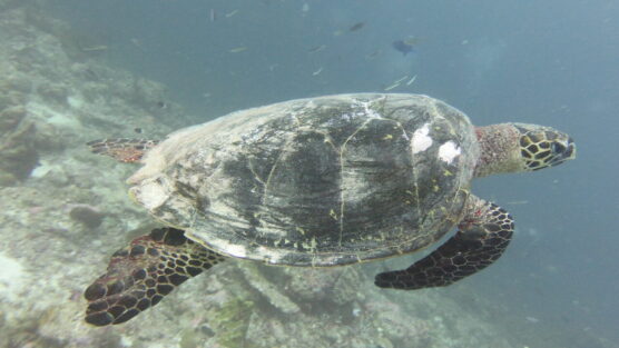 turtle close up skin rot 3