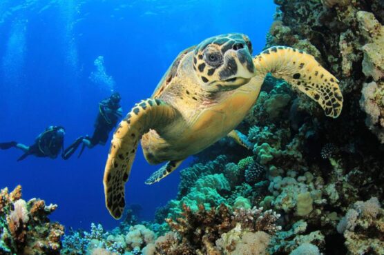 Hawksbill turtle seen by guests on diving trip with Scubaspa.