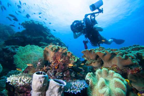 underwater photography with corals shutterstock