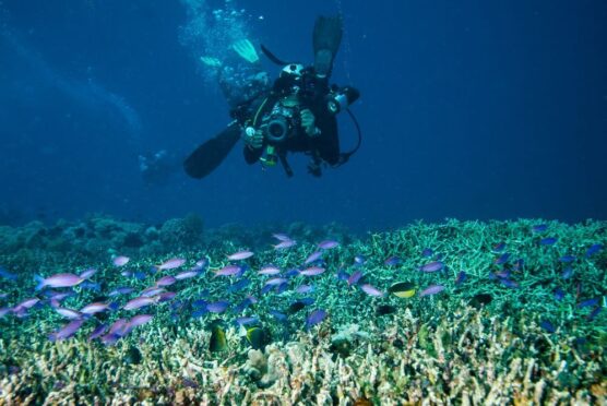 underwater shot